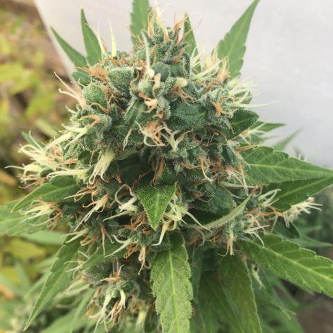 MCAMH #1 growlog timeline photo