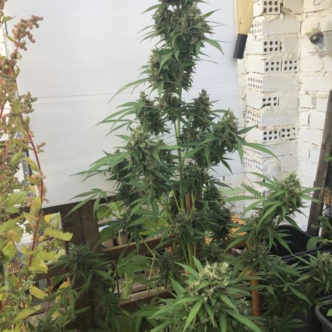 MCAMH #1 growlog timeline photo