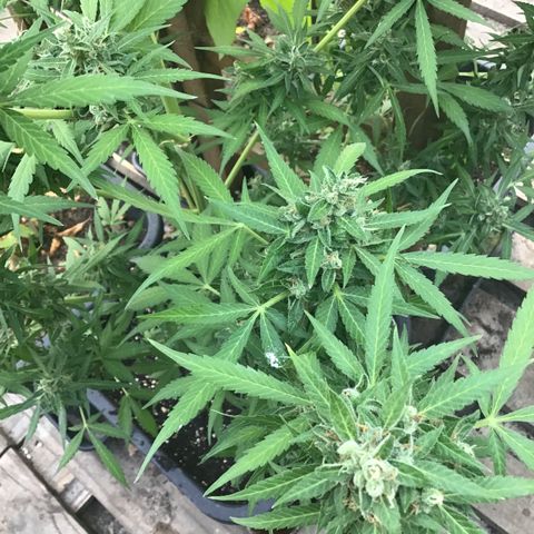 MCAMH #1 growlog timeline photo