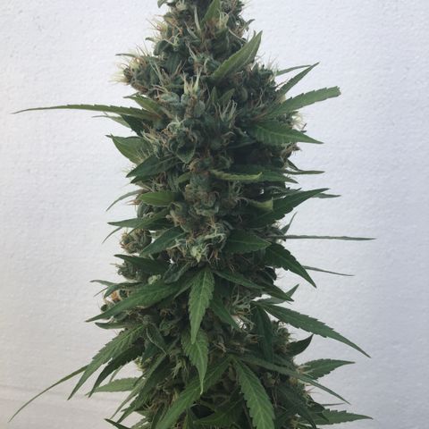 MCAMH #1 growlog timeline photo
