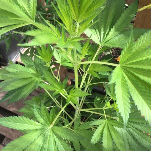 WCAPF #1 growlog timeline photo