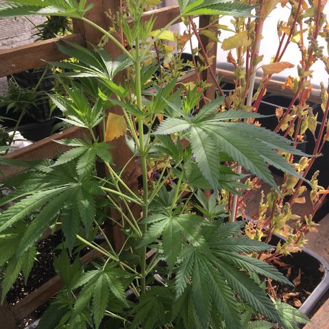 WCAPF #1 growlog timeline photo