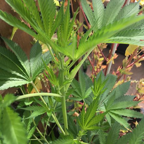 WCAPF #1 growlog timeline photo