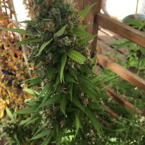 MCAMH #1 growlog timeline photo