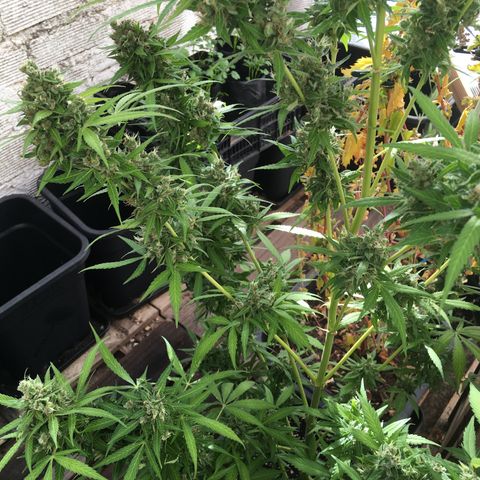 MCAMH #1 growlog timeline photo