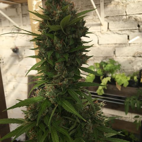 MCAMH #1 growlog timeline photo
