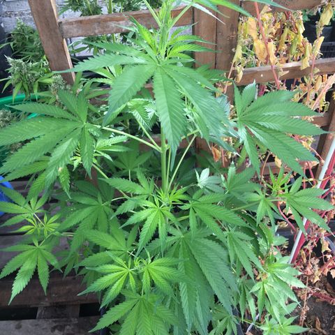 WCAPF #1 growlog timeline photo