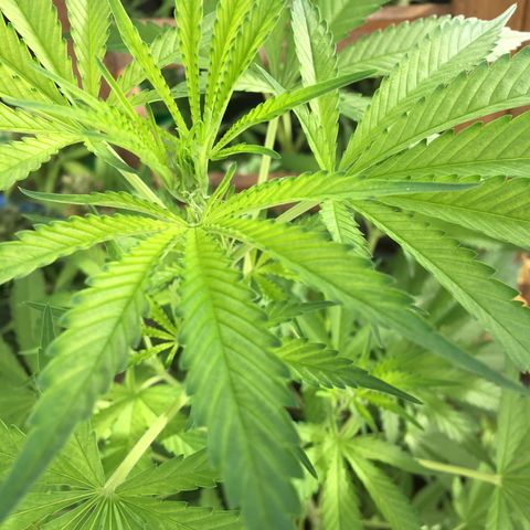 WCAPF #1 growlog timeline photo