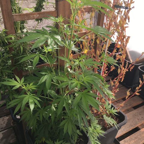WCAPF #1 growlog timeline photo