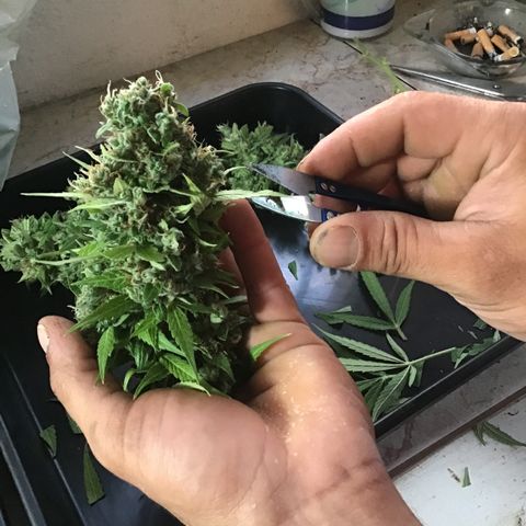 MCAMH #1 growlog timeline photo