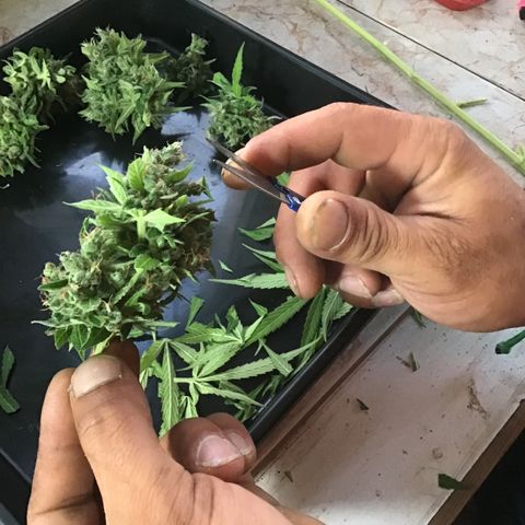 MCAMH #1 growlog timeline photo