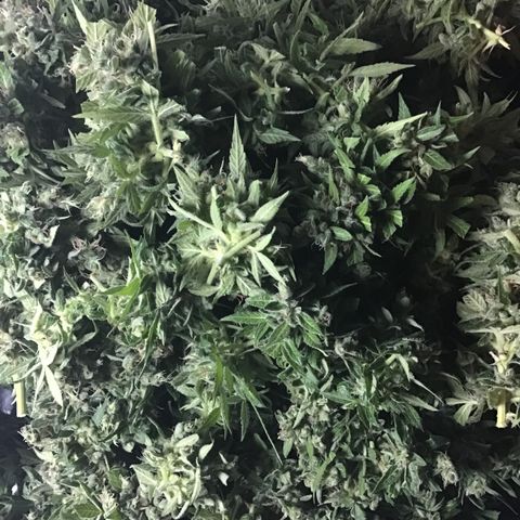 MCAMH #1 growlog timeline photo