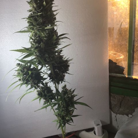 MCAMH #1 growlog timeline photo