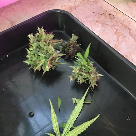 MCAMH #1 growlog timeline photo