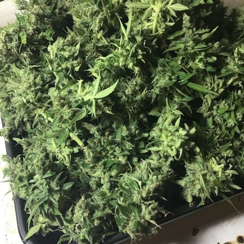 MCAMH #1 growlog timeline photo