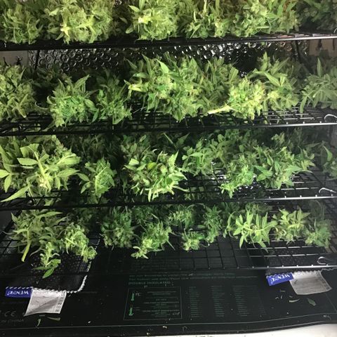 MCAMH #1 growlog timeline photo