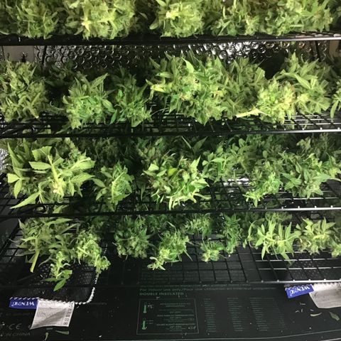 MCAMH #1 growlog timeline photo