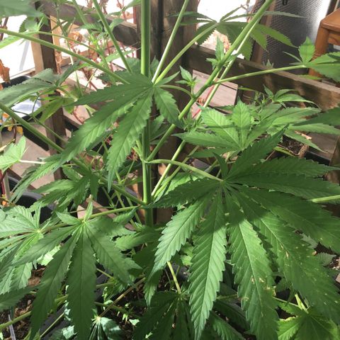 WCAPF #1 growlog timeline photo