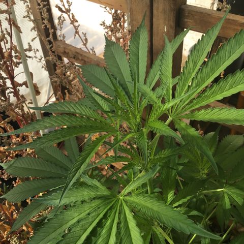 WCAPF #1 growlog timeline photo