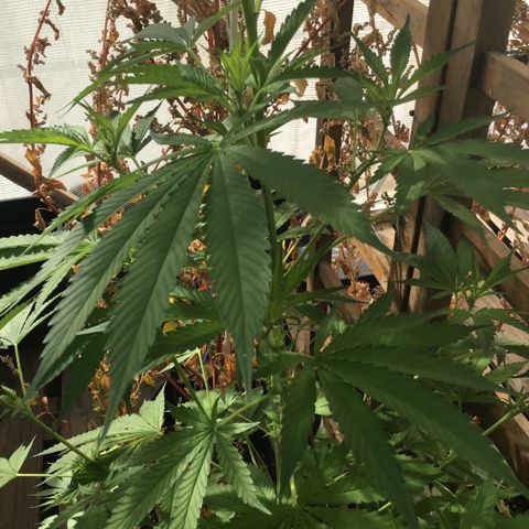 WCAPF #1 growlog timeline photo