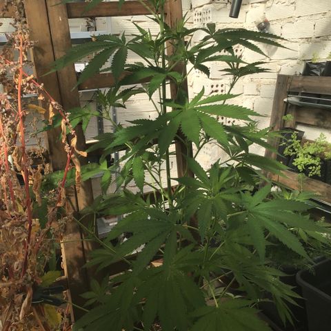 WCAPF #1 growlog timeline photo