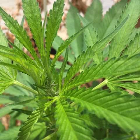 WCAPF #1 growlog timeline photo