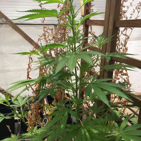 WCAPF #1 growlog timeline photo