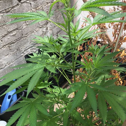 WCAPF #1 growlog timeline photo
