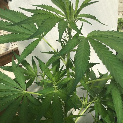 WCAPF #1 growlog timeline photo