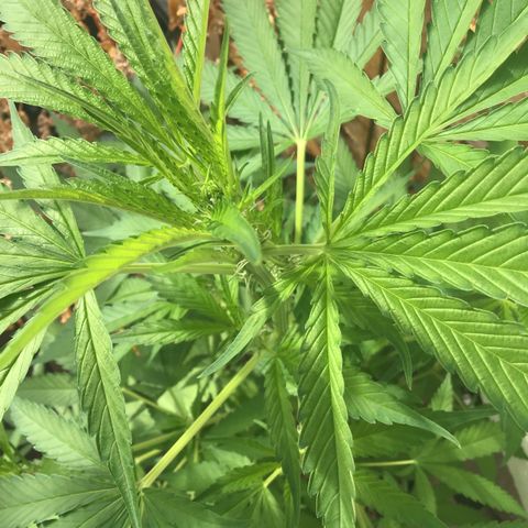 WCAPF #1 growlog timeline photo