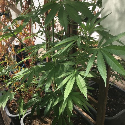 WCAPF #1 growlog timeline photo