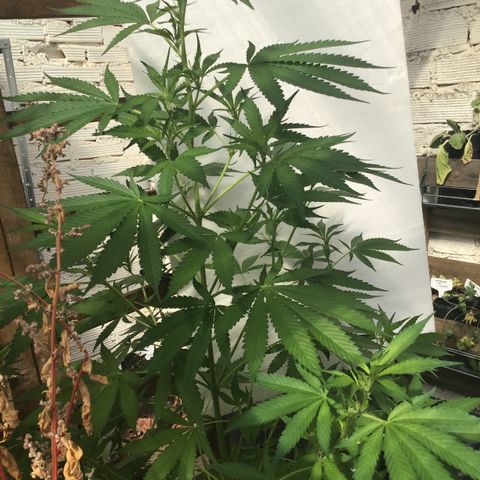 WCAPF #1 growlog timeline photo
