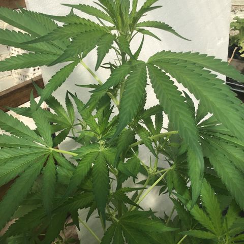 WCAPF #1 growlog timeline photo