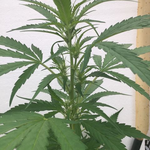 WCAPF #1 growlog timeline photo