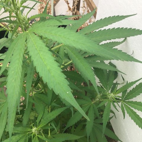 WCAPF #1 growlog timeline photo