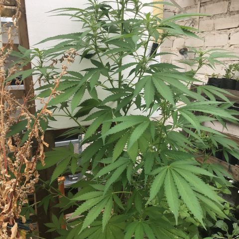 WCAPF #1 growlog timeline photo