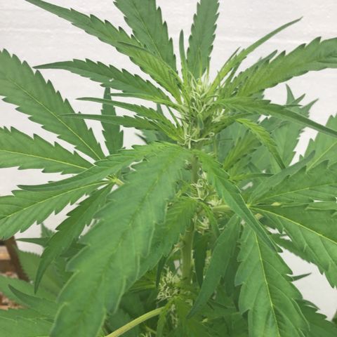 WCAPF #1 growlog timeline photo