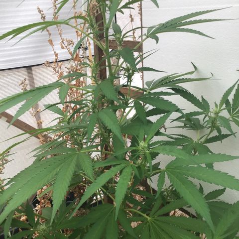 WCAPF #1 growlog timeline photo