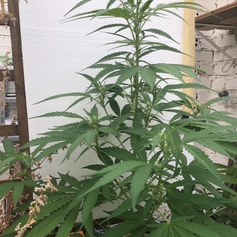 WCAPF #1 growlog timeline photo