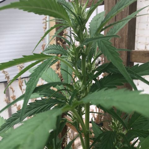WCAPF #1 growlog timeline photo