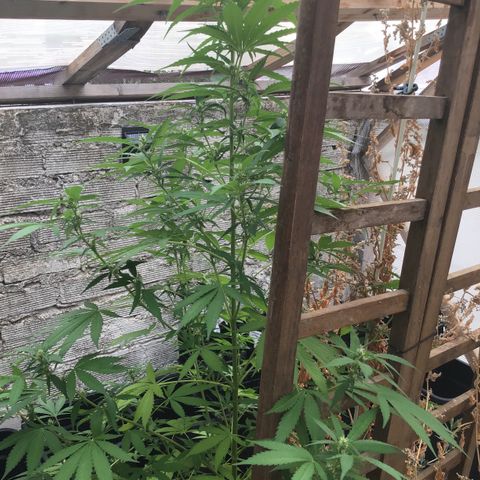 WCAPF #1 growlog timeline photo