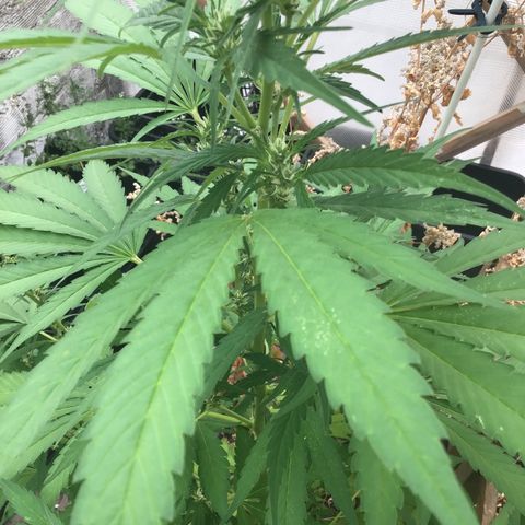 WCAPF #1 growlog timeline photo