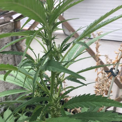 WCAPF #1 growlog timeline photo