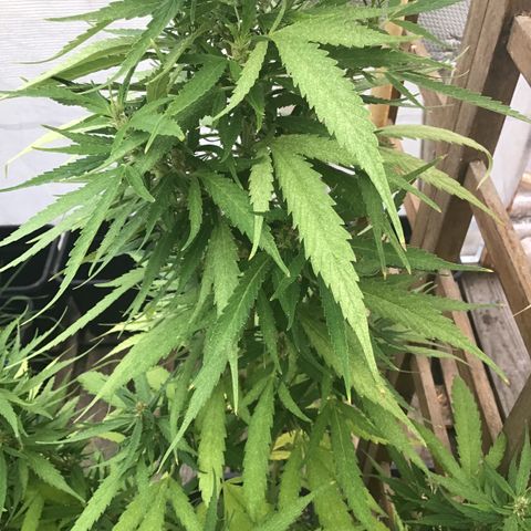 WCAPF #1 growlog timeline photo