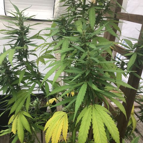 WCAPF #1 growlog timeline photo