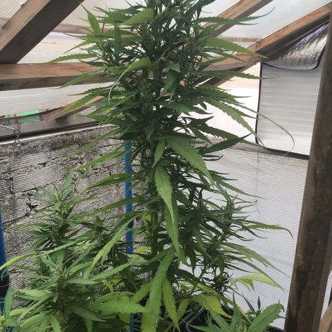 WCAPF #1 growlog timeline photo