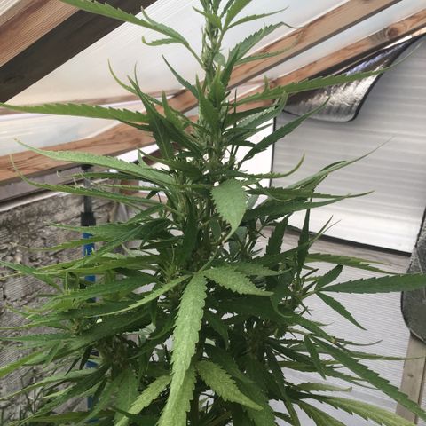 WCAPF #1 growlog timeline photo