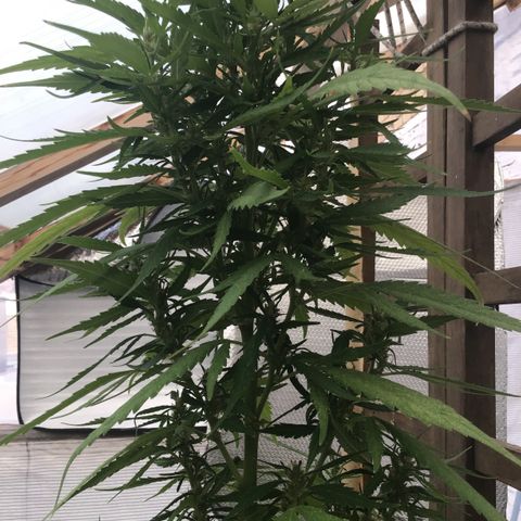 WCAPF #1 growlog timeline photo