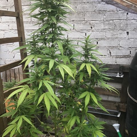 WCAPF #1 growlog timeline photo