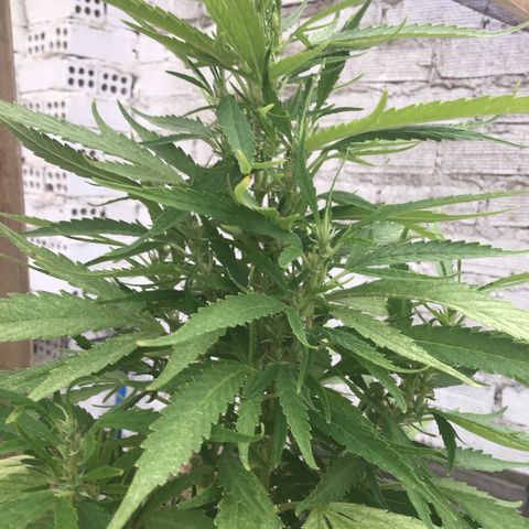 WCAPF #1 growlog timeline photo